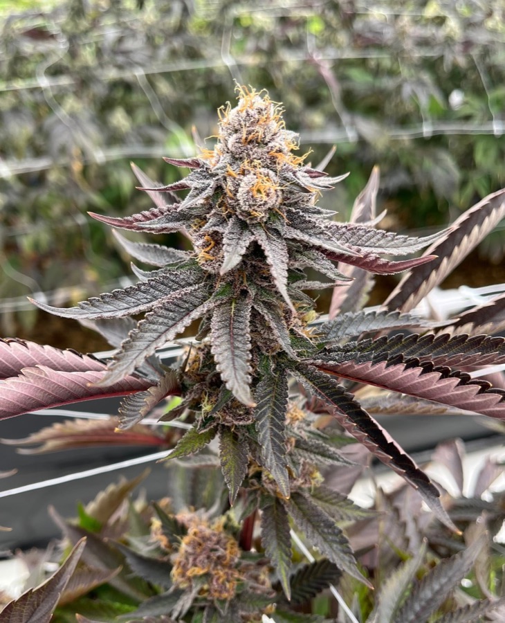 Blue Dream flower by Bass River Buds